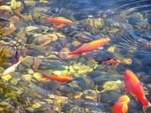 koi-fish-pond-water-japanese-swim-780685.jpg