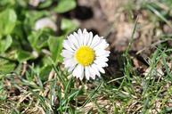 geese-flower-daisy-white-flower-696244.jpg