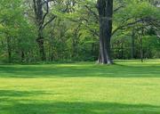 green-grass-field-and-tree.jpg