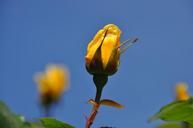 yellow-rose-rosebud-close-1483370.jpg