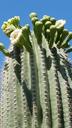 saguaro-sonoran-desert-cactus-cactus-1315410.jpg