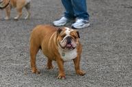 Dog_at_Marymoor_Park_2.jpg