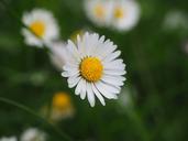 daisy-flower-blossom-bloom-white-1260733.jpg