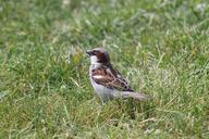 sparrow-bird-bill-feather-animal-385103.jpg