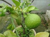 lime-citrus-hystrix-kaffir-lime-248552.jpg