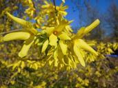 forsythia-spring-shrubs-blooming-108433.jpg