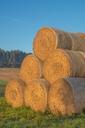 straw-straw-bales-round-bales-578632.jpg