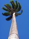 palm-tree-high-height-nature-tree-614388.jpg