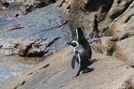 penguins-south-africa-boulders-beach-1362721.jpg