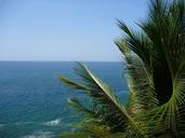 palm-tree-palm-leaves-blue-water-390976.jpg