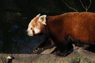 panda-red-panda-panda-bear-predator-599293.jpg