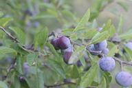 berries-blackthorn-blue-blueberries-87383.jpg