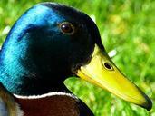 duck-drake-plumage-bird-duck-bird-383351.jpg