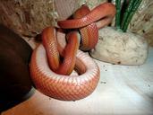 corn-snake-snakes-terraristik-597215.jpg