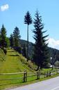 pasture-fir-trees-nature-409718.jpg