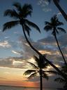 palm-trees-nature-caribbean-beach-546902.jpg