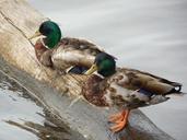 mallard-duck-bird-nature-water-689867.jpg