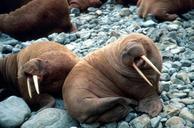 Walrus pair on rocky beach.jpg