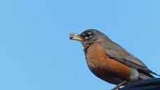 robin-birds-animals-wildlife-724848.jpg