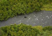 Black bear in russian river.jpg