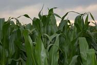 corn-corn-field-agriculture-plant-911654.jpg