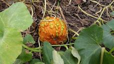 pumpkin-patch-fall-autumn-orange-1683615.jpg