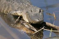 alligator-water-sunning-reptile-848337.jpg