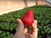 strawberry-green-house-farm-fruit-625711.jpg