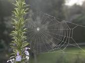 spiderweb-web-rosemary-841610.jpg