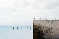 seagulls-birds-gulls-wall-ocean-336487.jpg