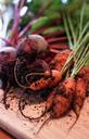 carrots-garden-dirt-beets-veggies-933010.jpg