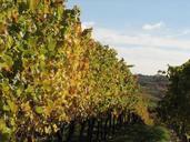 vines-winemaker-vineyard-647508.jpg