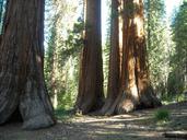 mariposa-grove-california-sequoia-343120.jpg