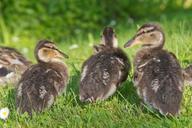 ducks-chicken-water-plumage-600841.jpg