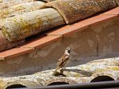 sparrow-roof-texas-1003451.jpg