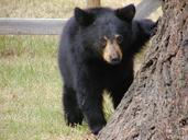 bear-cub-animal-mammal-black-58504.jpg