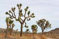 Joshua_trees_along_Park_Boulevard.jpg