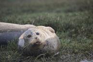 seal-ocean-nature-marine-mammal-644797.jpg