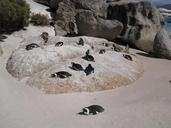 boulders-penguin-beach-1171987.jpg