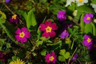 primrose-blossom-bloom-red-purple-324331.jpg