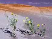 colorado-sand-dune-dunes-landscape-113740.jpg