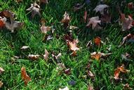 lawn-green-turf-grass-fall-72961.jpg