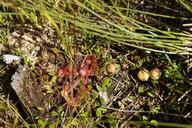 sundew-drosera-tentacles-plant-905565.jpg