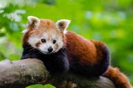 Red Panda (29118206194).jpg