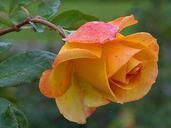 Yellow roses dew petals.jpg