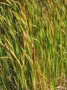 cattail-marsh-grass-pond-wetland-545449.jpg