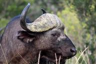 buffalo-animal-kenya-1114753.jpg