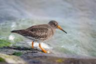 ocean-beach-runner-bird-limicoline-1663733.jpg