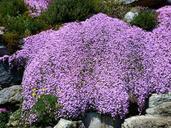 ice-plant-lampranthus-pink-blossom-510116.jpg