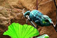 chameleon-lizard-reptile-terrarium-470356.jpg